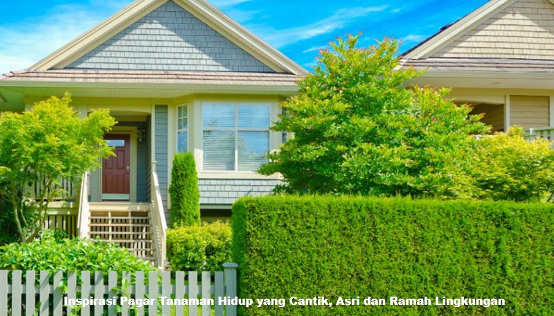 Inspirasi Pagar Tanaman Hidup yang Cantik, Asri dan Ramah Lingkungan
